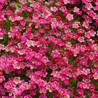 Bräckesläktet - 2000 frön - Saxifraga