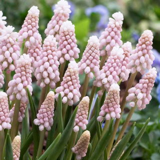 Lyserød blomstrende druehyacint - Muscari Pink Sunrise - Stor pakke! - 10 stk.