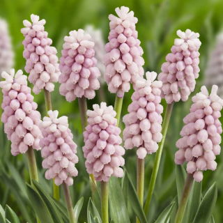 Lyserød blomstrende druehyacint - Muscari Pink Sunrise - Stor pakke! - 10 stk.