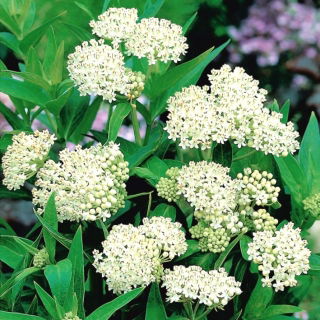 Bataklık süt otu "Iceballet"; gül sütün, - 60 tohum - Asclepias incarnata - tohumlar