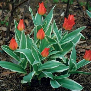 Tulipa Praestans Unicum - Tulpe Praestans Unicum - 5 Zwiebeln