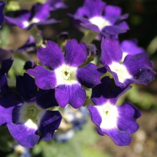 Kerti vervein, verbena - kék, fehér folt - 120 mag - Verbena x hybrida - magok