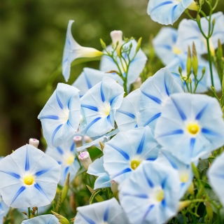 Семената на синята звезда - Ипомея трицветна - 56 семена - Ipomoea tricolor