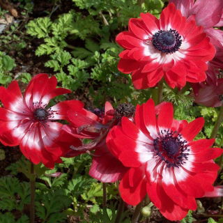 Anemone Guverner - 8 lukovica