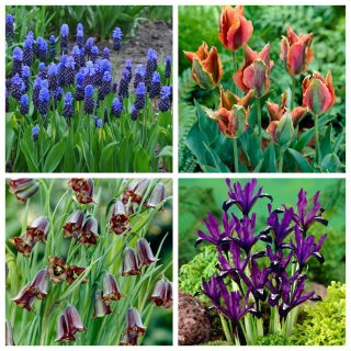 Crocodile's Tears – set of 4 plant species - 60 pcs.
