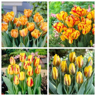 Sunny Joy - lot de 4 variétés de tulipes - 40 pcs.