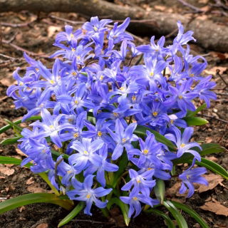 Glory of the snow – Chionodoxa luciliae – 10 pcs; Bossier's glory–of–the–snow, Lucile's glory–of–the–snow