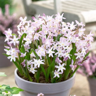 Forbes 'gloria zăpezii Chionodoxa forbesii Pink Giant - Pachet mare! - 100 buc.
