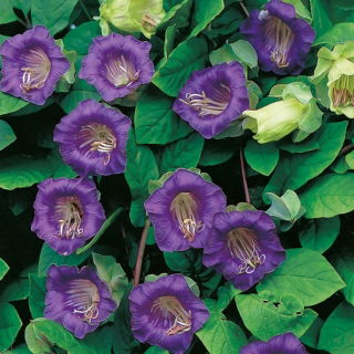 Klockranka - lila - Cobaea scandens - Perfekt för lövgångar, verandor och balkonger - Färska frön