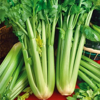 Bladselleri - Malachit - Tjocka, köttiga och aromatiska blad - Färska frön