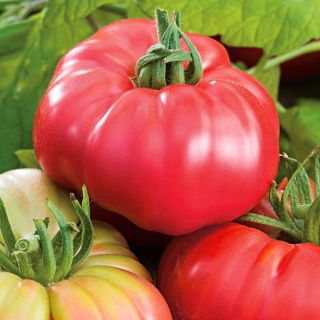 Томат - Pink Wonder F1 - 7 семена - Lycopersicon esculentum Mill.