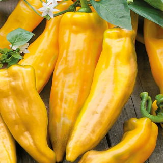 Pimiento - Corno di Toro Giallo - Cuernos amarillos dulces, crujientes y jugosos - Semillas frescas