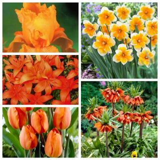 Orange blomster sæt - 5 arter