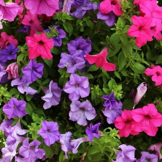 Petúnia Superbissima - Smolicka - 60 magok - Petunia x hybrida superbissima