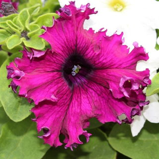 Petunie s rozcuchanými květy - odrůda mix - 80 semen - Petunia x hybrida fimbriatta  - semena