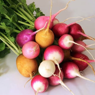 Radish variety mix - round roots - SEED TAPE
