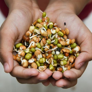 Sprouting seeds - Tender mix - 250 g of seeds