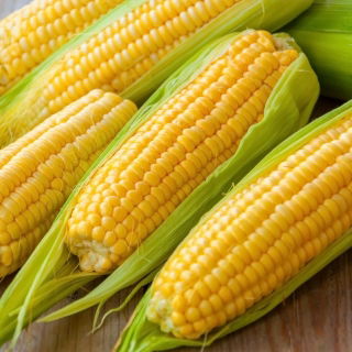 Gula jagung "Tasty Sweet F1" - varietas awal, sangat manis - 30 biji - Zea mays convar. saccharata var. Rugosa