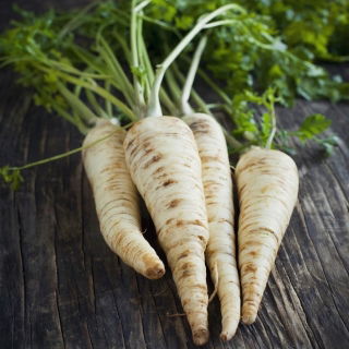 Benih rekaman - Parsley "Berliner Halblange" - varietas terlambat - Petroselinum crispum  - biji
