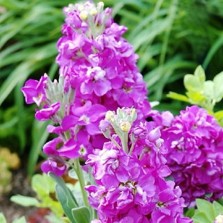 Matthiola incana annua - Varsovia Jaga - frø