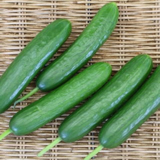 Cucumber "Picolino F1" - greenhouse, short fruit variety - 10 seeds