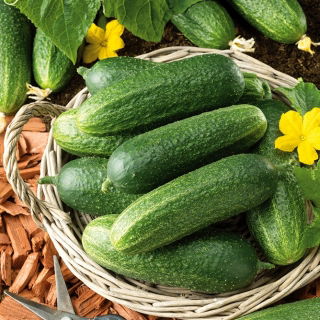 Cucumber - Othello F1 - Super Early Harvest, Ideal for Pickling - Fresh Seeds