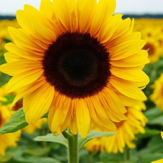 Соняшник "Соня" \ t - Helianthus annuus - насіння