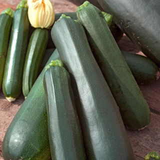 Tikvice "Anissa F1"; tikvica - Cucurbita pepo  - sjemenke