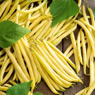 Haricot - Goussdor - Phaseolus vulgaris L. - graines