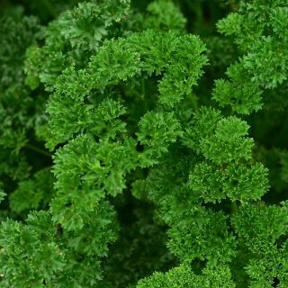 叶欧芹“Rizardo Verde Oscuro” - 卷曲的叶子 - Petroselinum crispum  - 種子