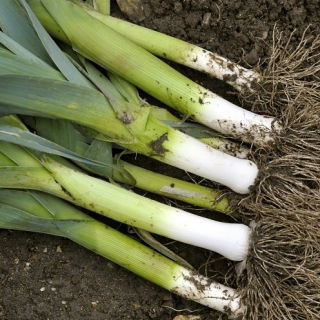 Porro - Pancho - Allium ampeloprasum L. - semi