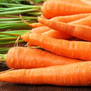 Zanahoria - Senior F1 - Daucus carota - semillas