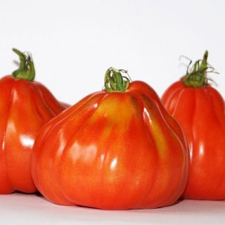 Tomate - Corazon F1 - Lycopersicon esculentum Mill  - semillas