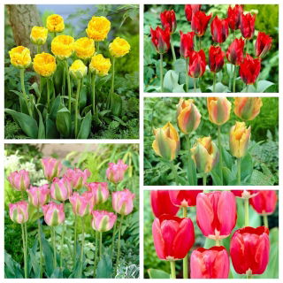 Zöld tulipán - Rendkívüli fajták kiválasztása - 50 db.