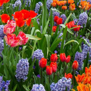 Unusual tulips and blue grape hyacinth – 29 piece set