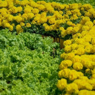 Marigold + salată verde cu frunze de stejar - un set de semințe de două specii - 