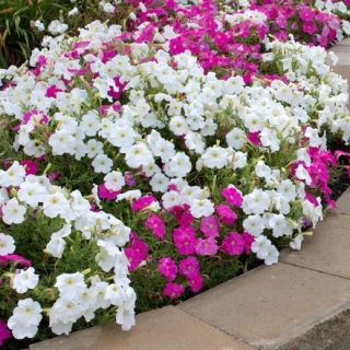 Vit och rosa petunia - frön av 2 sorter - 