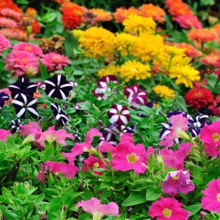 Zinnia nana + petunie - set di semi - 