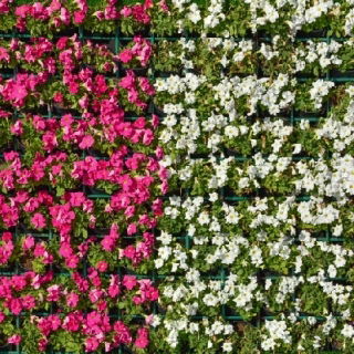 Petunia a fiore grande rosa e bianca - semi di 2 varietà di piante da fiore - 