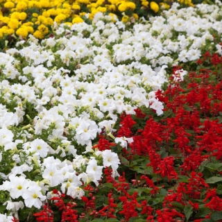 Salvia escarlata, petunia de flores grandes y caléndula - semillas de 3 especies de plantas con flores - 