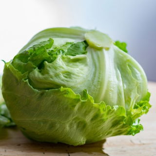 Laitue iceberg - Ice Queen -  Lactuca sativa - RUBAN DE GRAINES