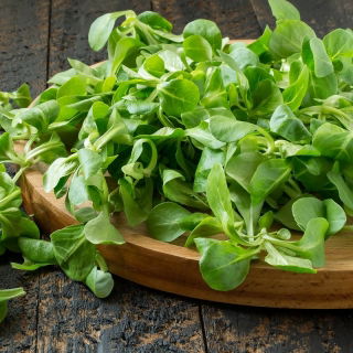Majs salat "Accent" - let so: almindelig majssalat, lammesalat, mâche, fetticus, feldsalat, nøddesalat, feltsalat, rapunzel - 