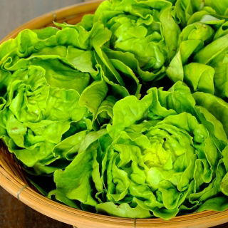 Butterhead salad "Justine" - pelbagai awal, mudah untuk menyemai - 