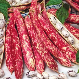 Speckled French bean "Flambo"