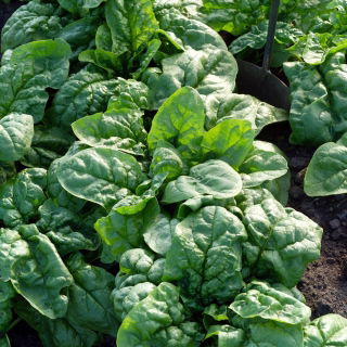 Spinat - Greta -  Spinacia oleracea - frø