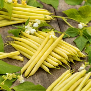 Kacang Prancis kuning kurcaci "Victor" - Phaseolus vulgaris L. - biji