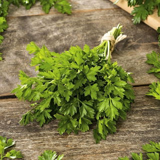 نبات البقدونس "Gigante D'Italia" - 100 غرام من البذور - 60000 بذور - Petroselinum crispum  - ابذرة