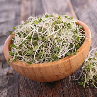 BIO - Brokolica klíčiace semená - certifikované organické semená - 3000 semien - Brassica oleracea L. var. italica Plenck