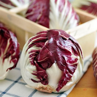 BIO - Radicchio "Palla rossa 3" - certified organic seeds; Chicory - 360 seeds - Cichorium intybus - semi