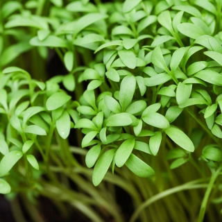 Karse - BIO - 13500 frø - Lepidium sativum